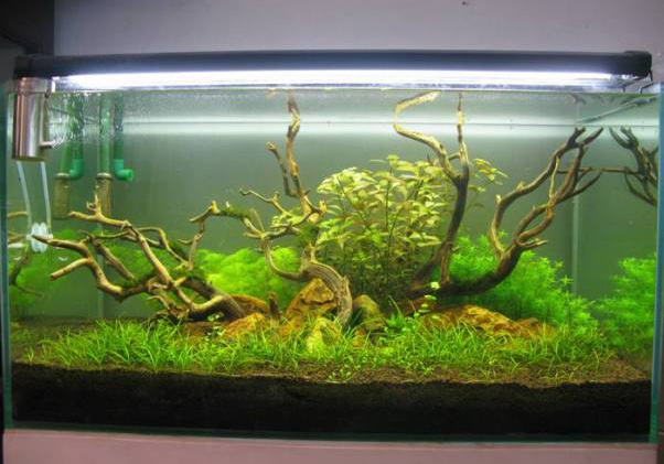 5 lý do để chọn đèn Led cho hồ thủy sinh